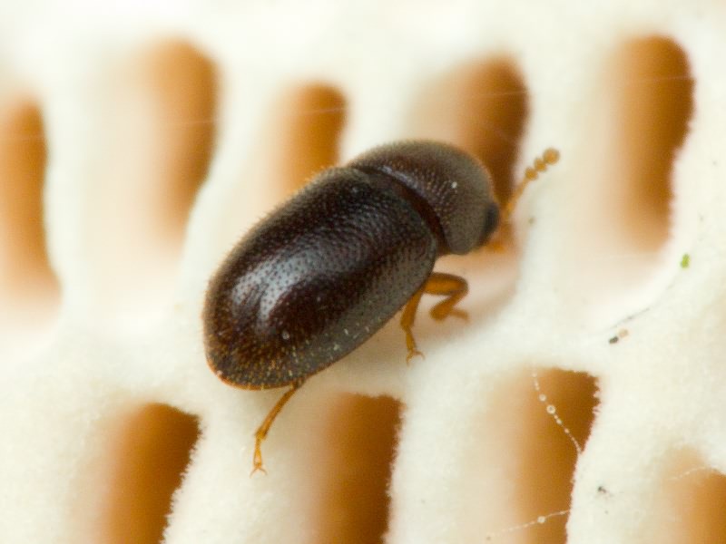 Sulcacis fronticornis (Panzer, 1809)